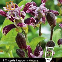Tricyrtis Raspberry Mousse – Paddenlelie-2