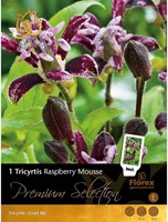 Tricyrtis Raspberry Mousse – Paddenlelie