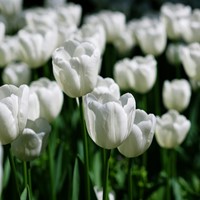 Tulp triumph Wit - Tulipa