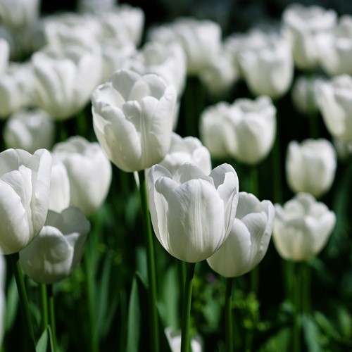 Tulp triumph Wit - Tulipa