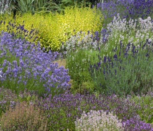 Tuinborder Geurende Border Modeste Herwig