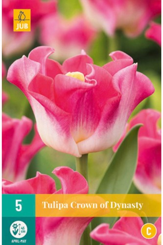 Tulp Crown of Dynasty - Tulipa
