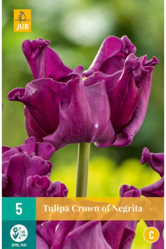 Tulp Crown of Negrita