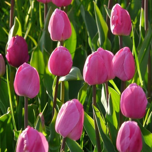 Tulp Don Quichotte - Tulipa