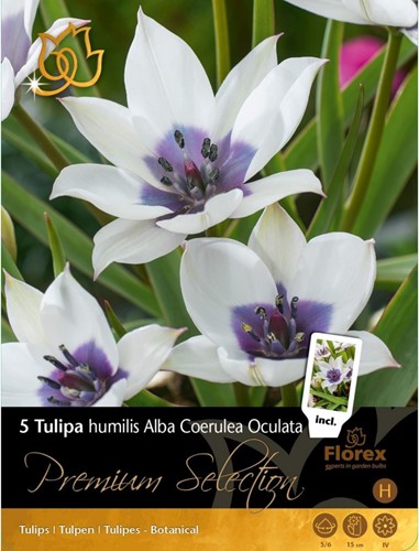 Tulpen Alba Coerulea Oculata – Tulipa