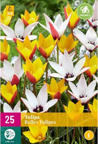 Tulp Belles Tulipes - Tulipa Lady Tulip