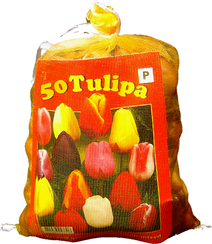 Tulpenbollen Darwin Mix direct leverbaar (XL-Verpakking)
