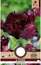 Tulp Black Parrot - Tulipa