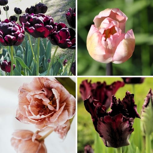 Tulipa Café Latte Mix - Tulpen