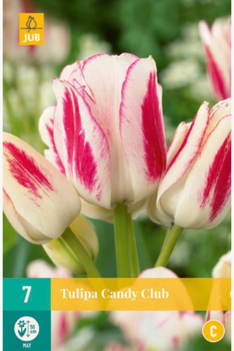 Tulp Candy Club - Tulipa Kameleon