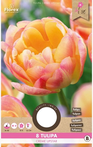 Tulp Creme Upstar