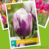 Tulp Flaming Flag - Tulipa