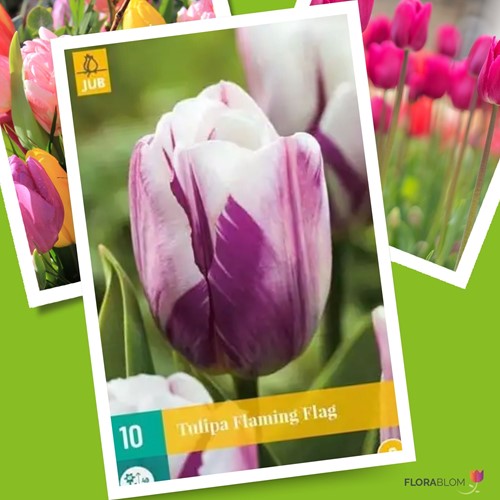 Tulp Flaming Flag - Tulipa