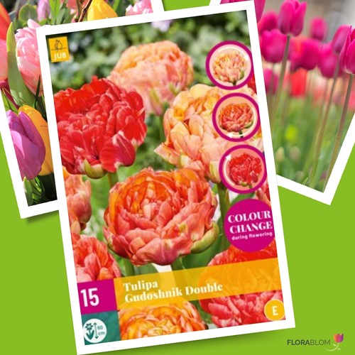 Tulp Gudoshnik Double – Tulipa