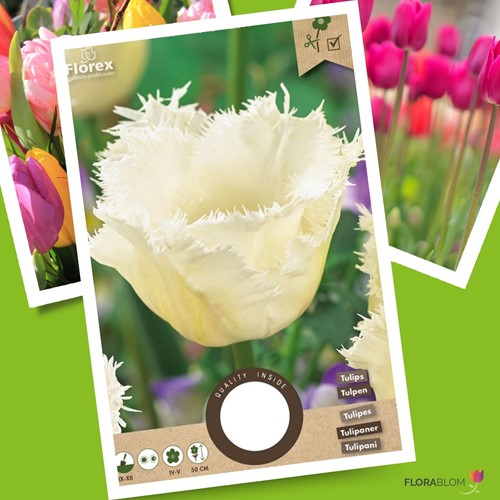 Tulipa Honeymoon – Tulpen
