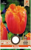 Tulp Lambada - Tulipa