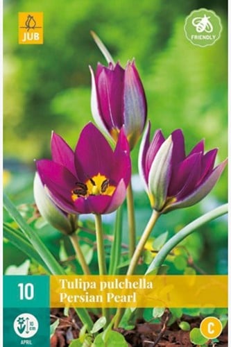 Tulp Persian Pearl - Tulipa pulchella
