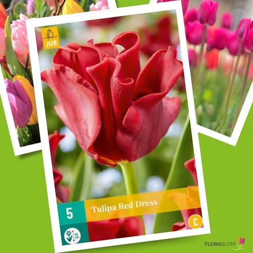 Tulp Red Dress - Tulipa