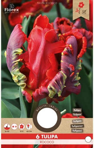 Tulp Rococo - Tulipa