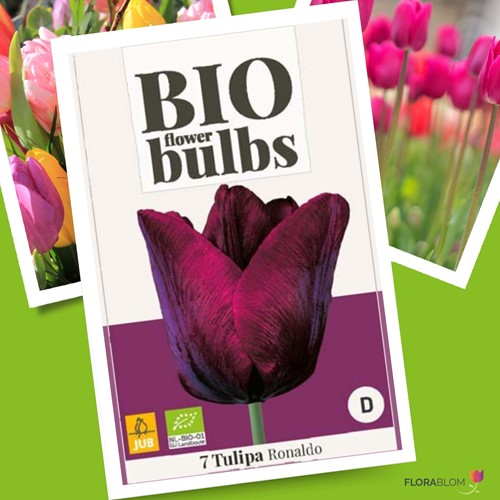 Tulipa Ronaldo - Tulpen BIO