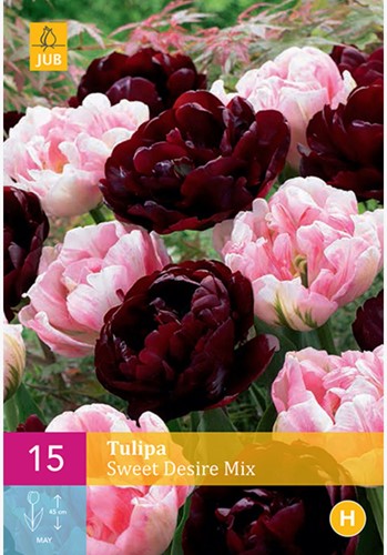 Tulpen Sweet Desire Mix - Tulipa