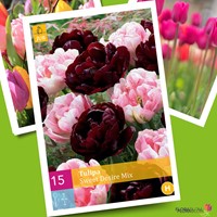 Tulpen Sweet Desire Mix - Tulipa-2