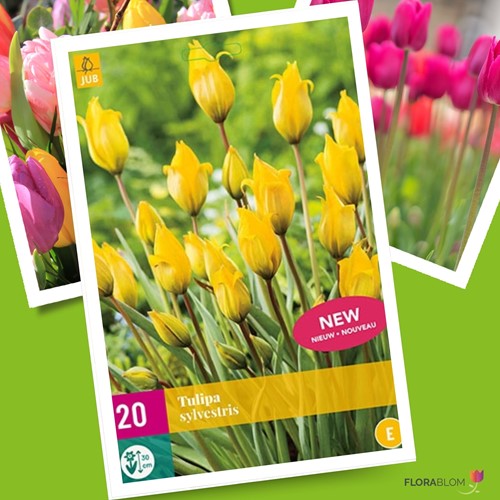 Tulipa Sylvestris - Bostulp-2