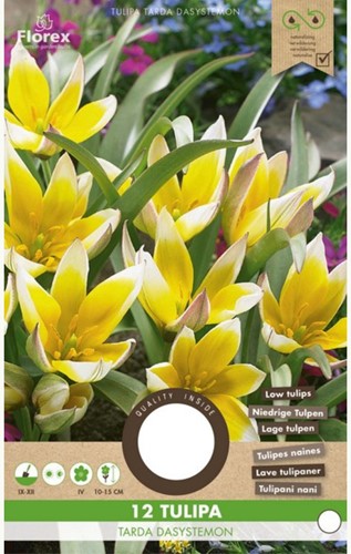 Tulp Tarda Dasystemon - Tulipa