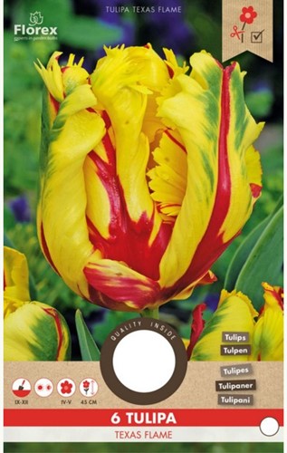 Tulp Texas Flame - Tulipa parrot