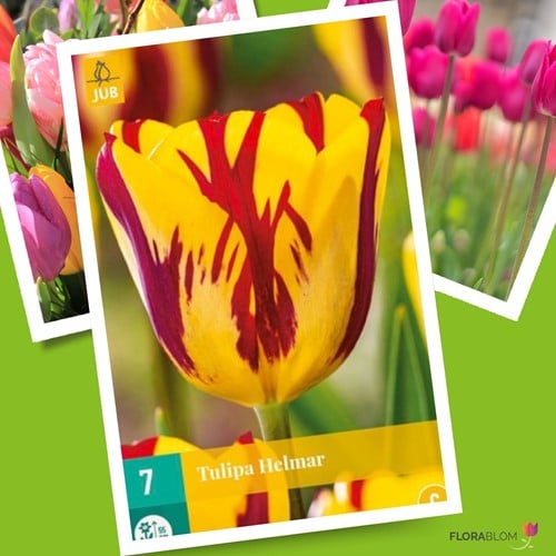 Tulp Helmar - Tulipa