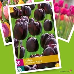 Tulipa Queen of Night - Tulp Enkel Laat Zwart
