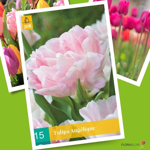 Tulp Angelique - Tulipa