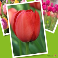 Tulp Apeldoorn Rood - Tulipa