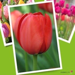 Tulp Apeldoorn Rood - Tulipa