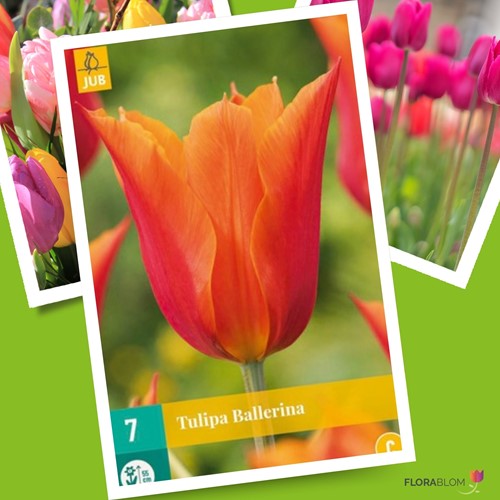 Tulp Ballerina - Tulipa