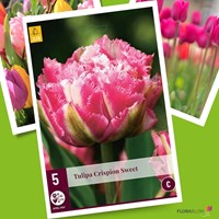Tulp Crispion Sweet