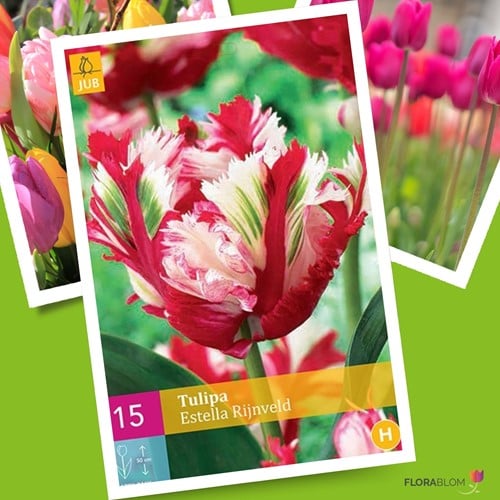 Tulp Estella Rijnveld - Tulipa