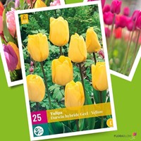 Tulp Golden Apeldoorn - Tulipa