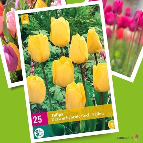 Tulp Golden Apeldoorn - Tulipa