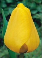 Tulp Golden Apeldoorn - Tulipa-2