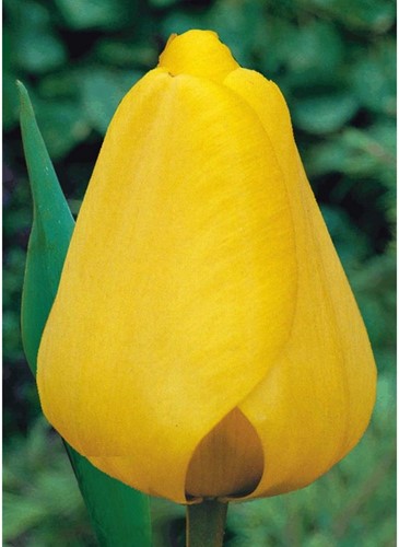 Tulp Golden Apeldoorn - Tulipa-2