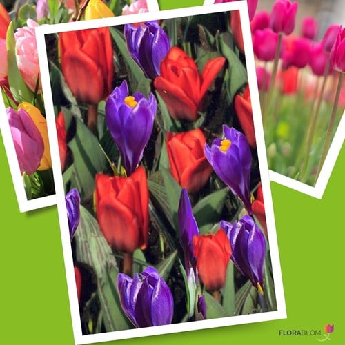 Tulp & Krokus Mix - Tulipa et Crocus
