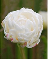 Tulp Mount Tacoma - Tulipa-2