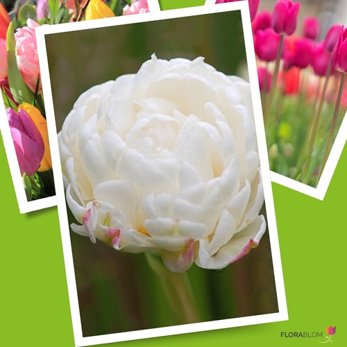 Tulp Mount Tacoma - Tulipa