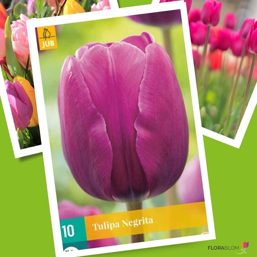 Tulp Negrita - Tulipa