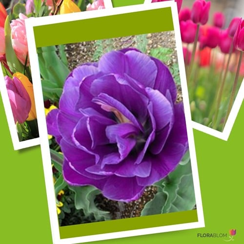 Tulp Negrita Dubbel - Tulipa double