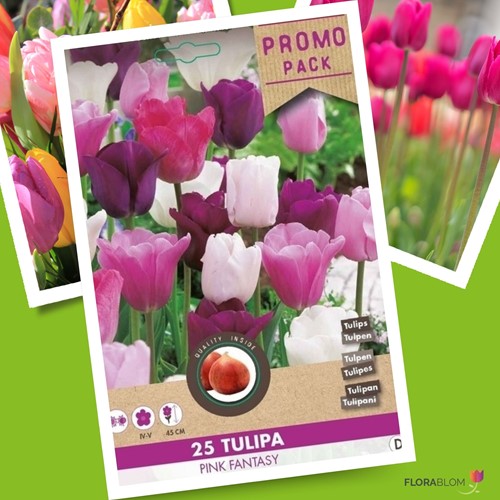 Tulp Pink Fantasy - Tulipa