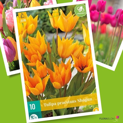 Tulp praestans Shogun - Tulipa