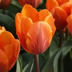 Tulp Prinses Irene - Tulipa