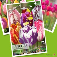 Tulp Rembrandt Mix - Tulipa chameleon